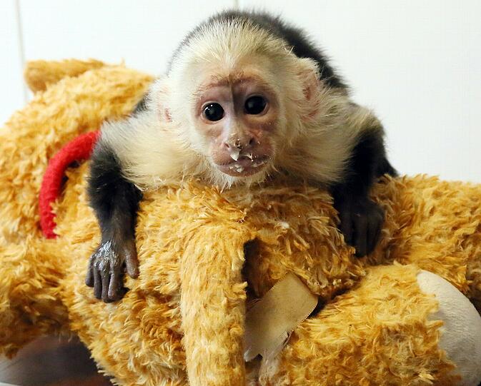 So süß: Der Affe "Mally" von Justin Bieber wartet im Tierheim