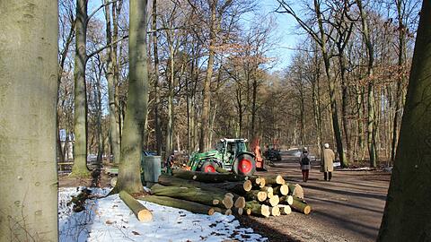 Holzeinschlag im Schlosspark: Diese Bäume mussten den Sichtachsen bereits weichen.