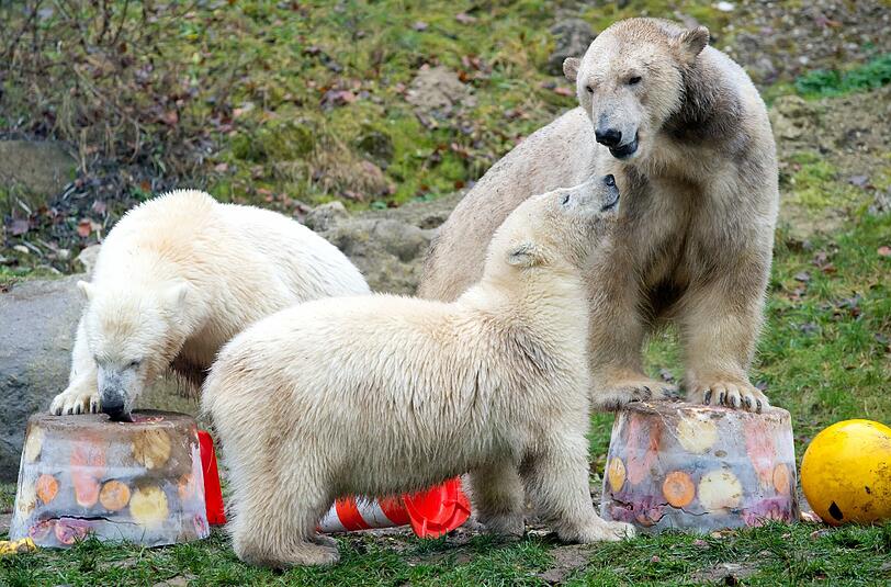Zwei Jahre lang waren die Eisbären-Zwillinge der Publikumsmagnet im Tierpark. Hier einige Archivbilder.