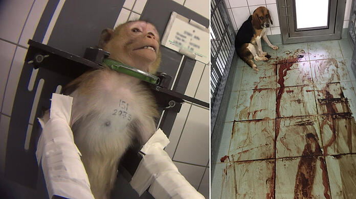 Schreckliche Szenen aus einem Labor nahe Hamburg: Ein Versuchsaffe mit gefesselten Armen, der am Hals fixiert ist. Rechts: Ein Beagle in einem kargen Zwinger &ndash; er hat viel Blut verloren.