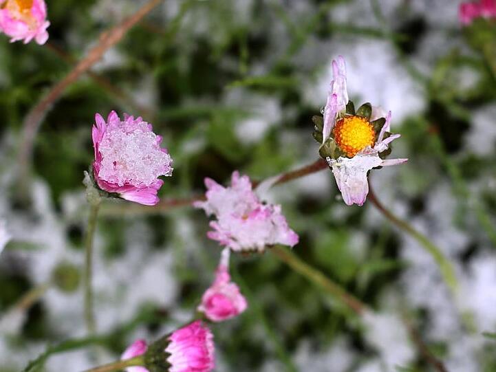 Gänseblümchen sind in einem Garten mit Schnee bedeckt. Temperaturen weit unter Null gefährden besonders im Süden Deutschlands frühblühende Pflanzen.