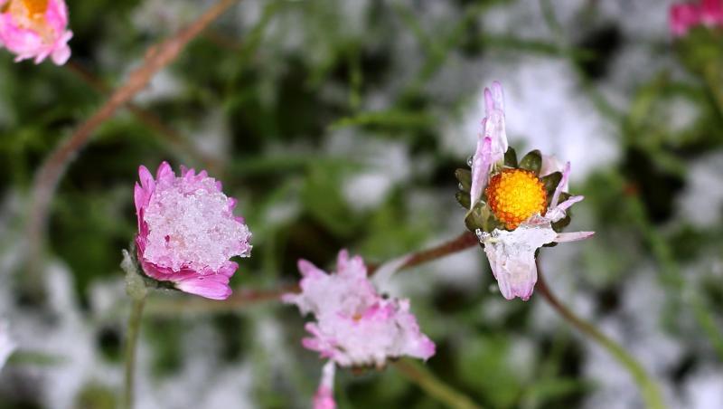 Gänseblümchen sind in einem Garten mit Schnee bedeckt. Temperaturen weit unter Null gefährden besonders im Süden Deutschlands frühblühende Pflanzen. Gänseblümchen sind in einem Garten mit Schnee bedeckt. Temperaturen weit unter Null gefährden besonders im Süden Deutschlands frühblühende Pflanzen.