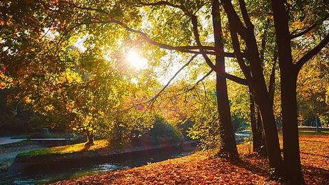 Das Rascheln des Laubs unter den Füßen, der herbstliche Geruch in der Nase: In dieser Jahreszeit bereitet sich die Natur auf den Winter vor. Auch München kommt nach und nach zur Ruhe. Im Englischen Garten ist man zwar selten alleine, aber ein Spaziergang in der Sonne ist dieser Tage ein Traum.