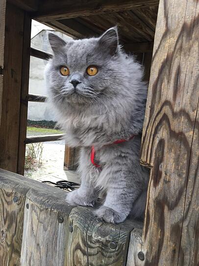 Tatie