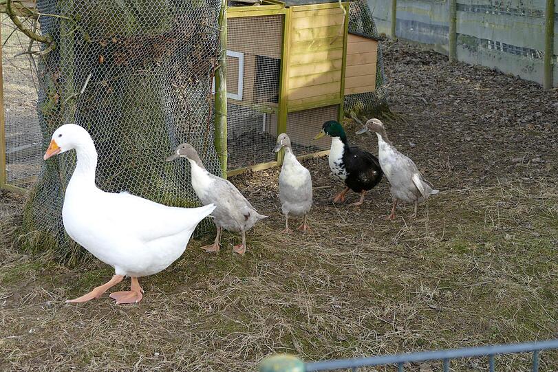 Hausgans Pauli (15) freut sich mit den vier Laufenten Murphy, Lucy, Magie und Roxi über einen Hof oder Stall, den sie gemeinsam unsicher machen können. Auch eine Bademöglichkeit wäre fein. Interessenten können sich beim Gnadenhof des Tierheims melden.
