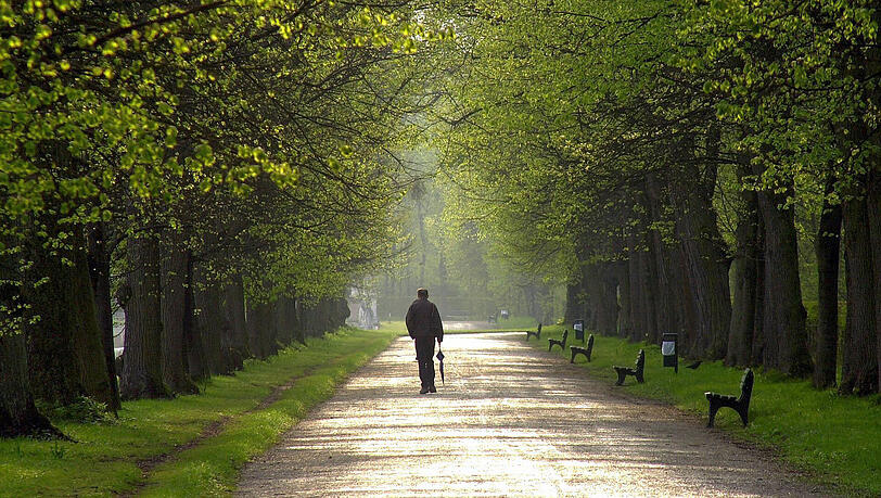 Im Schlosspark Nymphenburg lädt eine Allee zum Spazieren ein – auf öffentlichen Straßen und Privatgrundstücken schwindet das Grün aber deutlich. Dagegen wollen Bund Naturschutz und Bezirkspolitiker angehen. Im Schlosspark Nymphenburg lädt eine Allee zum Spazieren ein – auf öffentlichen Straßen und Privatgrundstücken schwindet das Grün aber deutlich. Dagegen wollen Bund Naturschutz und Bezirkspolitiker angehen.