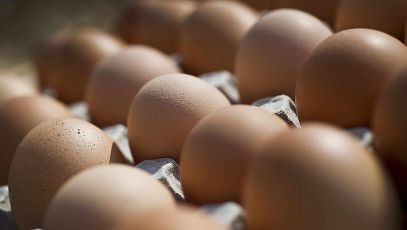 Die Eier wurden nicht als Bio-, sondern als weniger wertvolle Bodenhaltungseier verkauft. (Symbolbild) Die Eier wurden nicht als Bio-, sondern als weniger wertvolle Bodenhaltungseier verkauft. (Symbolbild)