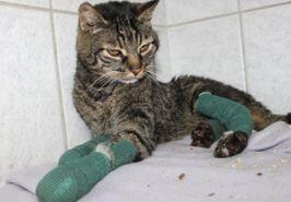 Der kleine Kater quält sich wegen seiner wunden Pfoten.