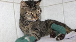 Der kleine Kater quält sich wegen seiner wunden Pfoten. Der kleine Kater quält sich wegen seiner wunden Pfoten.