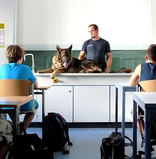 Sprengstoffspürhund "Herkules" im Klassenzimmer der 7. Klasse an der Marieluise-Fleißer-Realschule.