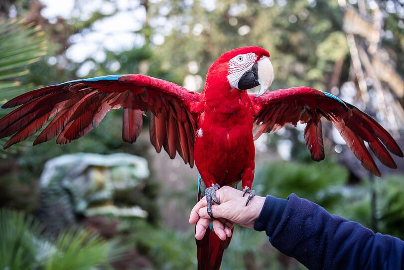 Papagei oder Kind? Die Schreie eines Vogels haben einen Mann am Freitag zu einer Handgreiflichkeit veranlasst.