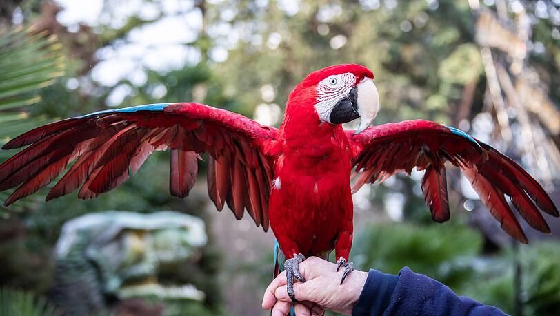 Papagei oder Kind? Die Schreie eines Vogels haben einen Mann am Freitag zu einer Handgreiflichkeit veranlasst. Papagei oder Kind? Die Schreie eines Vogels haben einen Mann am Freitag zu einer Handgreiflichkeit veranlasst.