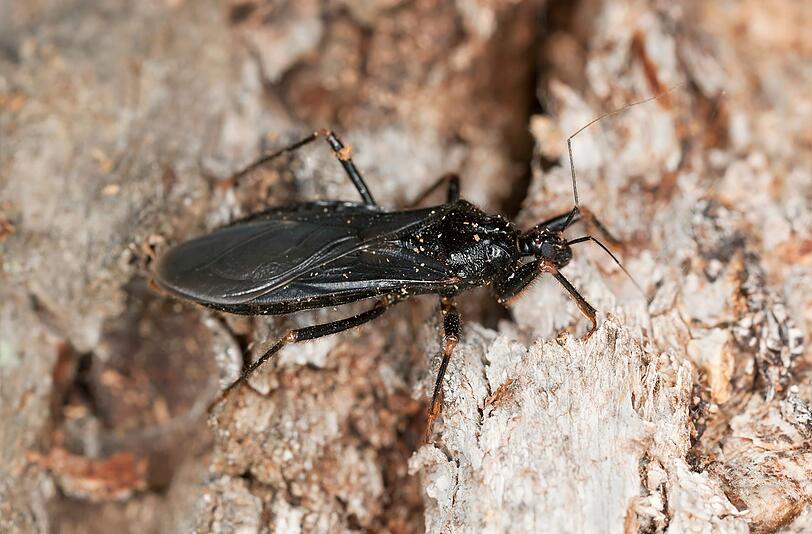 Zudem bleiben die Symptome der Chagas-Krankheit häufig unbemerkt oder die Krankheit verläuft sogar symptomfrei. Nur bei etwa der Hälfte der Betroffenen treten Monate nach dem Biss typische Merkmale wie Bauchschmerzen, Durchfall, Fieber, Kopfschmerzen, geschwollene Lymphknoten, Ödeme oder Luftnot auf. Unbehandelt wird die Erkrankung chronisch, verursacht Herzprobleme, lässt Nervenzellen im Verdauungstrakt absterben und kann zum Tod führen. Zudem bleiben die Symptome der Chagas-Krankheit häufig unbemerkt oder die Krankheit verläuft sogar symptomfrei. Nur bei etwa der Hälfte der Betroffenen treten Monate nach dem Biss typische Merkmale wie Bauchschmerzen, Durchfall, Fieber, Kopfschmerzen, geschwollene Lymphknoten, Ödeme oder Luftnot auf. Unbehandelt wird die Erkrankung chronisch, verursacht Herzprobleme, lässt Nervenzellen im Verdauungstrakt absterben und kann zum Tod führen.