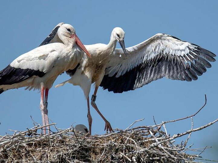 Erste Flugversuche unternimmt ein junger Weißstorch auf seinem Nest. Foto: Boris Roessler/dpa