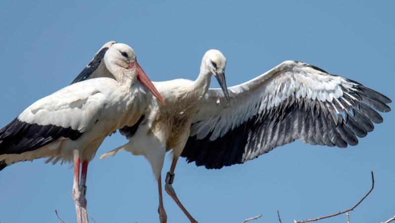 Erste Flugversuche unternimmt ein junger Weißstorch auf seinem Nest. Foto: Boris Roessler/dpa Erste Flugversuche unternimmt ein junger Weißstorch auf seinem Nest. Foto: Boris Roessler/dpa