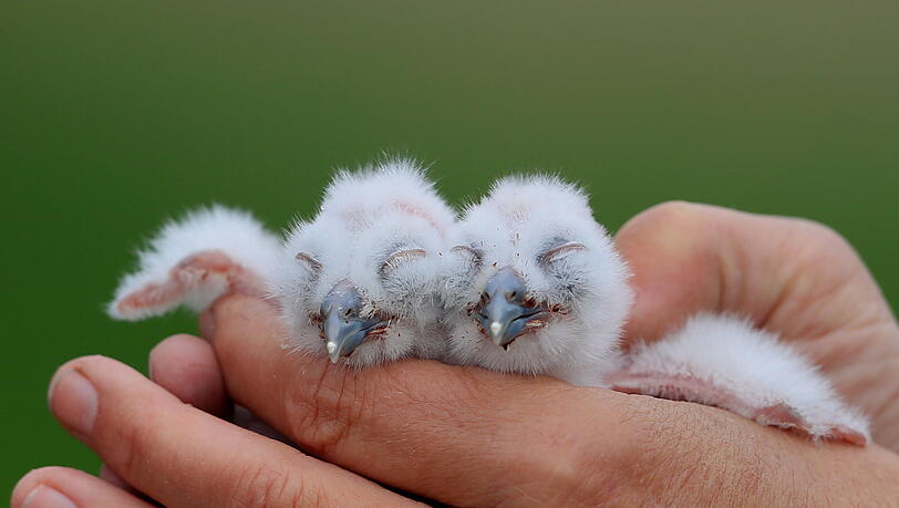 In Otterfing gibt es eine Auffangstation für kranke Greifvögel und Eulen. In Otterfing gibt es eine Auffangstation für kranke Greifvögel und Eulen.