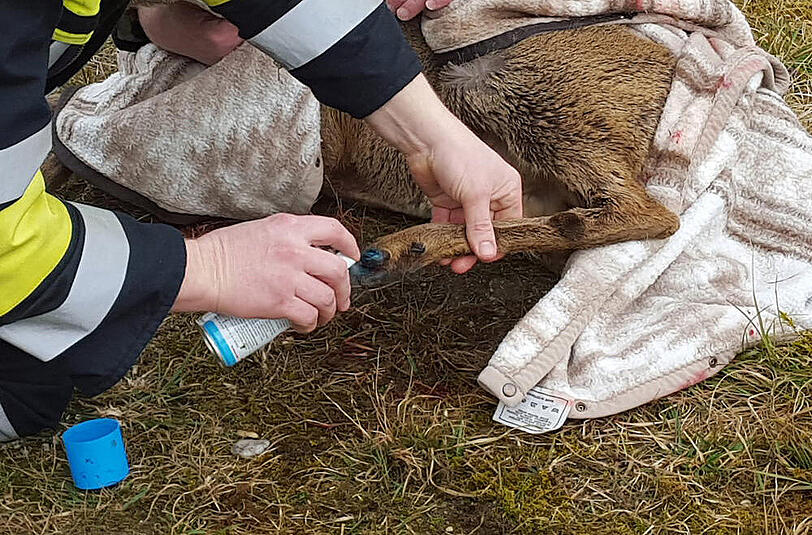 Bei Waldkraiburg wurde ein Reh aus dem Innkanal gerettet.