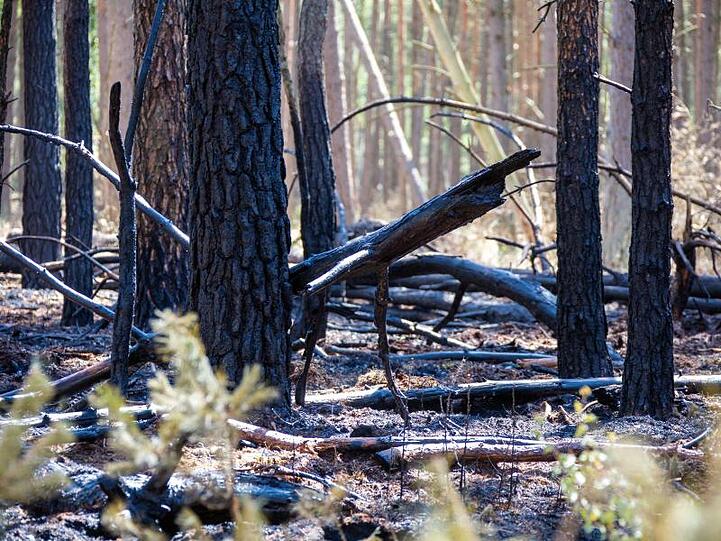 Verkohlte Baumstämme zeugen von dem Waldbrand auf dem Truppenübungsplatz bei Lübtheen im Juni.