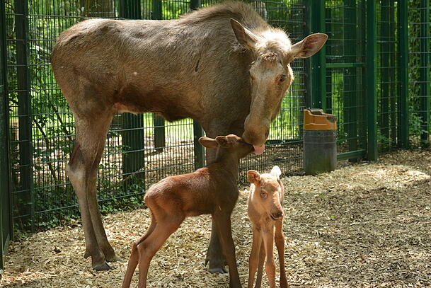 Eine Elchmutter und ihre Zwillings-Kälber. 2007 starb ein Elch im Tierpark wegen illegalem Feuerwerk. (Archiv) Eine Elchmutter und ihre Zwillings-Kälber. 2007 starb ein Elch im Tierpark wegen illegalem Feuerwerk. (Archiv)