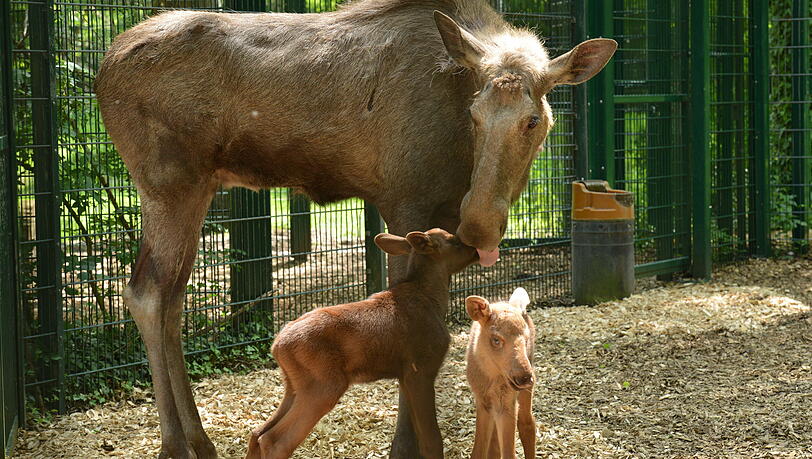 Eine Elchmutter und ihre Zwillings-Kälber. 2007 starb ein Elch im Tierpark wegen illegalem Feuerwerk. (Archiv) Eine Elchmutter und ihre Zwillings-Kälber. 2007 starb ein Elch im Tierpark wegen illegalem Feuerwerk. (Archiv)