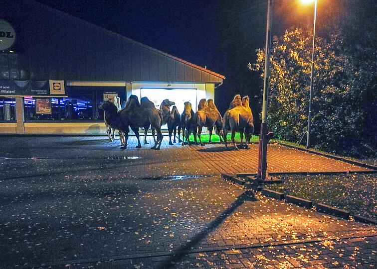 Sieben Kamele standen vor dem Lidl-Markt.
