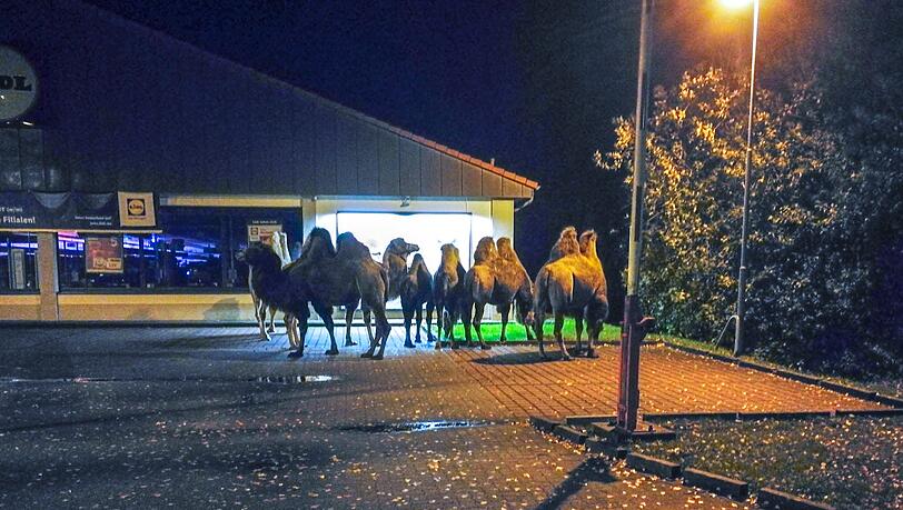 Sieben Kamele standen vor dem Lidl-Markt. Sieben Kamele standen vor dem Lidl-Markt.