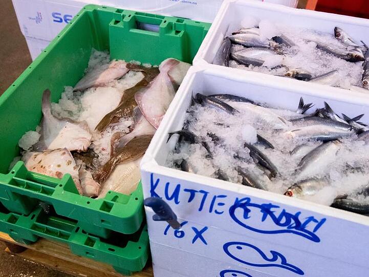 Frischer Hering (r) und Scholle sind bei einem Großhändler im Fischmarkt Hamburg-Altona im Angebot.