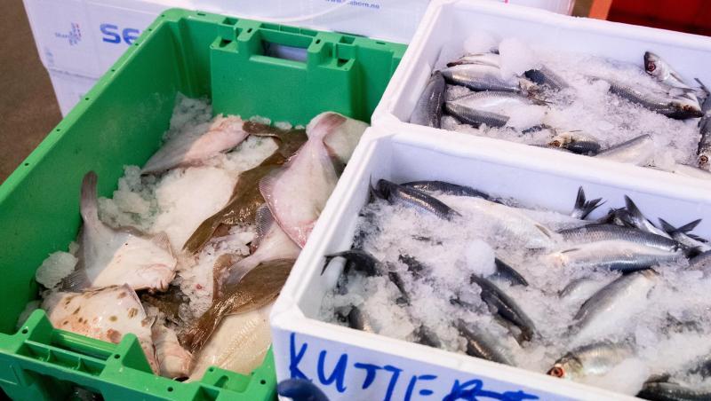 Frischer Hering (r) und Scholle sind bei einem Großhändler im Fischmarkt Hamburg-Altona im Angebot. Frischer Hering (r) und Scholle sind bei einem Großhändler im Fischmarkt Hamburg-Altona im Angebot.