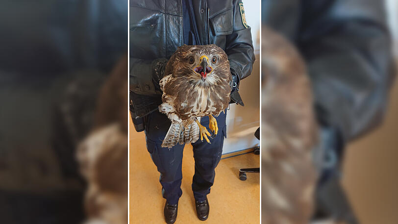Ein Polizist hält einen Bussard in den Händen.