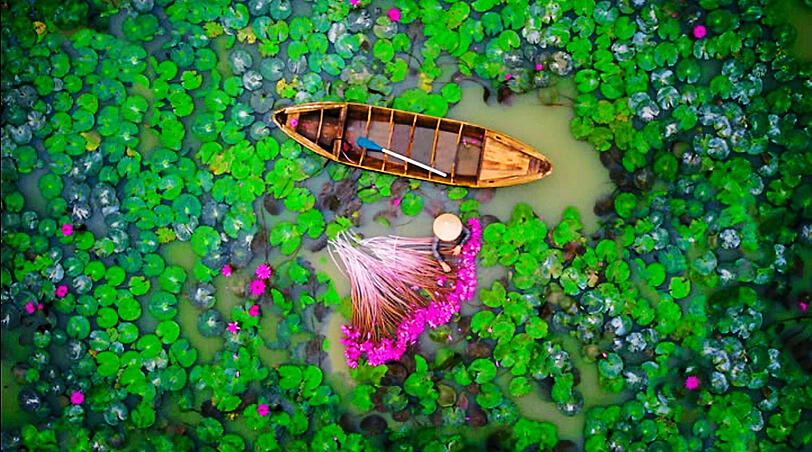 Kräftiges Grün und betörendes Pink: Die Aufnahme des "Dronestagram"-Nutzers Helios1412 zeigt eine Frau, die im Mekong Delta in Vietnam Wasserrosen erntet. Fotos: www.dronestagr.am