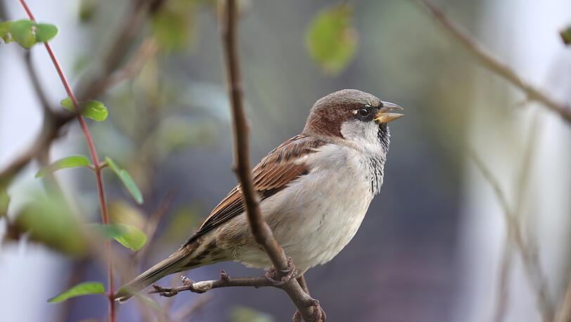 Ein Haussperling-Männchen tschilpt in der kleinen Hecke am Marienhof.