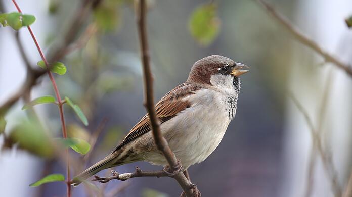 Ein Haussperling-Männchen tschilpt in der kleinen Hecke am Marienhof.