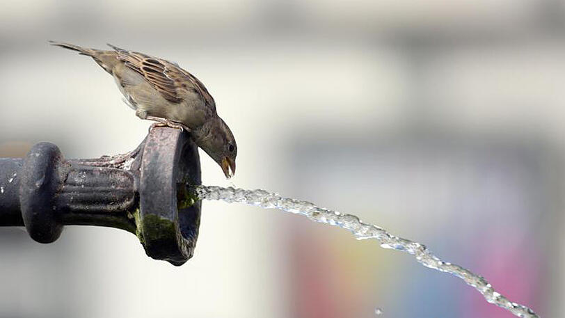 Ein Tierfreund befreit diesen kleinen Vogel, der nach dem Trinken an einem Metallzaun festgefroren ist.