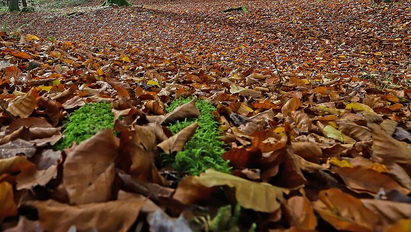 Der Mann rutschte auf Herbstlaub aus und stürzte. (Symbolbild) Der Mann rutschte auf Herbstlaub aus und stürzte. (Symbolbild)