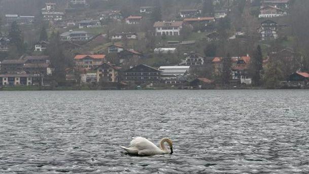 Ein Schwan schwimmt auf dem Tegernsee. Foto: Sina Schuldt/Archivbild
