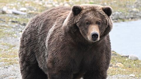 Braunb&auml;rin "910" schaffte es bei der "Fat Bear"-Wahl ins Finale. (Handout)