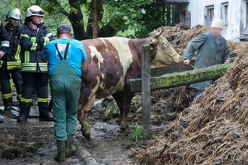 Eine Kuh in Petting musste von der Feuerwehr aus der Güllegrube gehievt werden. Die Bilder.