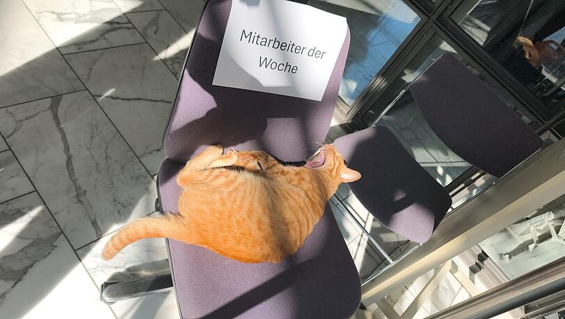 Er hat Schlafen zum Beruf gemacht: der Kater Spezi. Der verlässliche und übereifrige Mitarbeiter macht es sich hier auf einem Stuhl gemütlich.