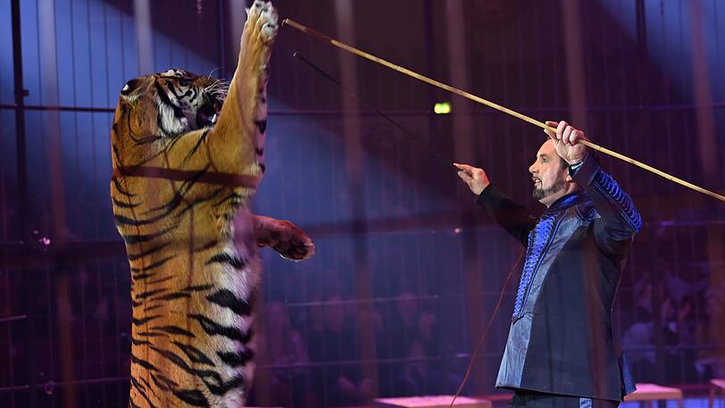 Martin Lacey jr. mit einem Tiger.