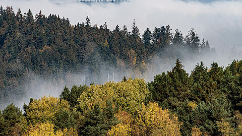 Der Bayerische Wald im Osten des Freistaats ist einer von zwei Nationalparks in Bayern. Kommt nun ein dritter dazu?