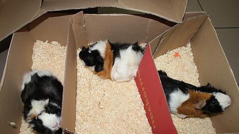 Kein Dauerzustand: Diese Rosetten-Meerschweinchen sind in einem 3-Zimmer-Karton ausgesetzt worden.