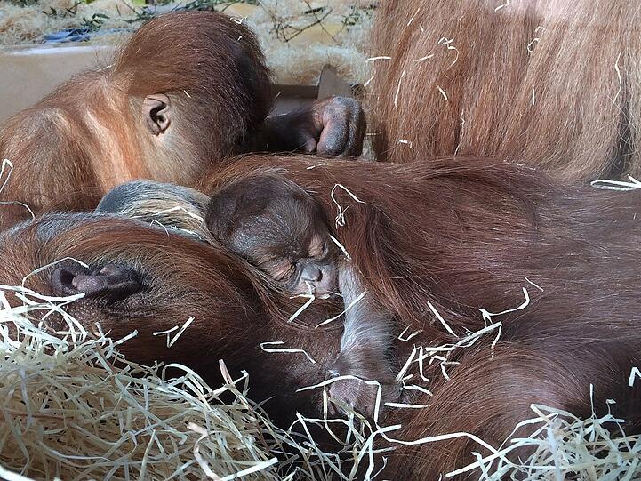 Das Orang-Utan-Baby von Hellabrunn. Die Bilder.