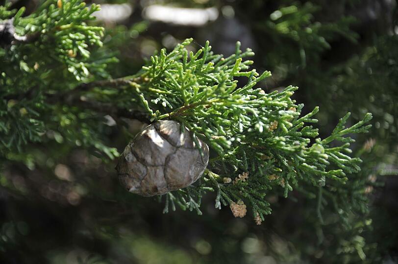 Die immergrünen Zypressen, derzeit zu sehen im Kalthaus. Foto: Franz Höck, Botanischer Garten