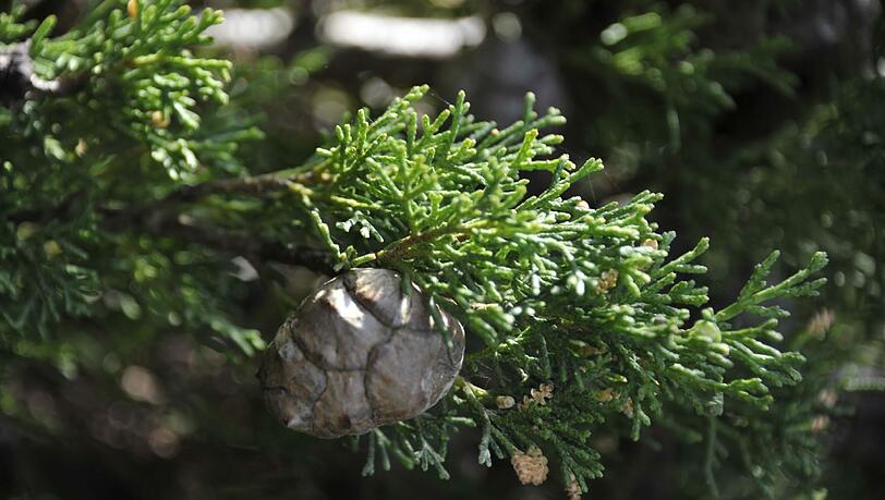 Die immergrünen Zypressen, derzeit zu sehen im Kalthaus. Foto: Franz Höck, Botanischer Garten Die immergrünen Zypressen, derzeit zu sehen im Kalthaus. Foto: Franz Höck, Botanischer Garten