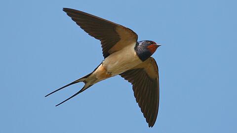 Rauchschwalbe gelten als fliegende Glücksboten. Aber ihre Bestände gehen in ganz Bayern zurück.