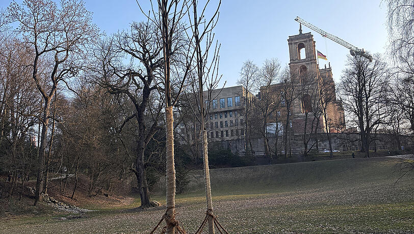 Junge, widerstandsf&auml;hige Eschen werden direkt in die Baumst&uuml;mpfe von gef&auml;llten B&auml;umen gepflanzt.