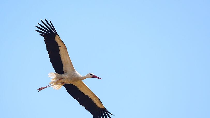 Überflieger: Mit 15.000 Weißstorch-Brutpaaren rechnet der Nabu in dieser Saison. (Archivbild) Überflieger: Mit 15.000 Weißstorch-Brutpaaren rechnet der Nabu in dieser Saison. (Archivbild)