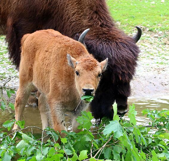 Peterle und Päuschen sind die neuen Besucher-Lieblinge im Tierpark Hellabrunn.