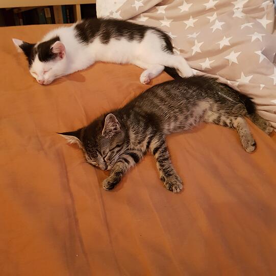 Hel und Frey