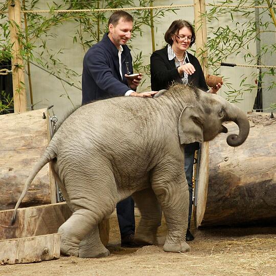 Zuletzt war in Hellabrunn im Mai 2011 das Elefantenbaby Ludwig auf die Welt gekommen.